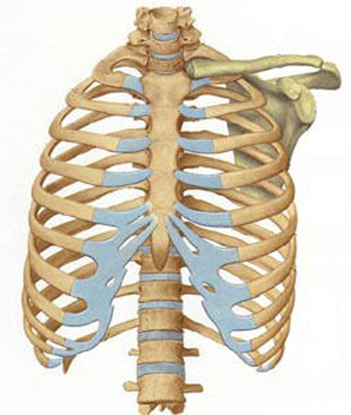 肋骨骨折の治療はどれくらいの期間がかかる？